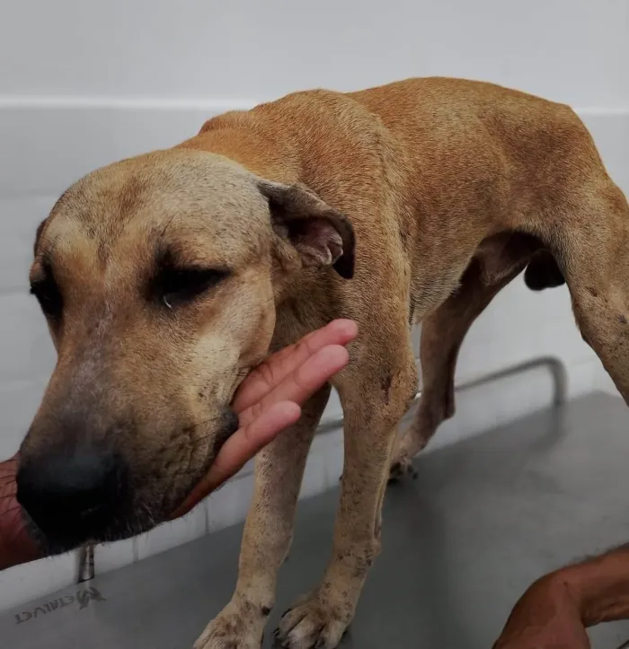 Prefeitura de João Pessoa resgata cão baleado no bairro de Mandacaru