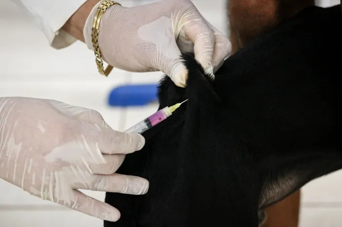 Governo do Maranhão lança campanha estadual de vacinação antirrábica animal