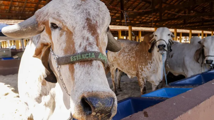 EXPO recebe primeiros animais que participarão do torneio leiteiro