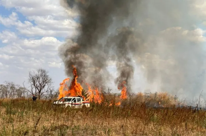 Governo de SP confirma 17 animais vítimas de incêndios florestais em 2025