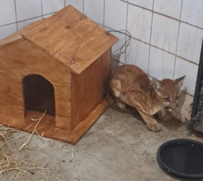 Filhote de onça-parda resgatado no Piauí evolui bem após uma semana de cuidados no Cetas