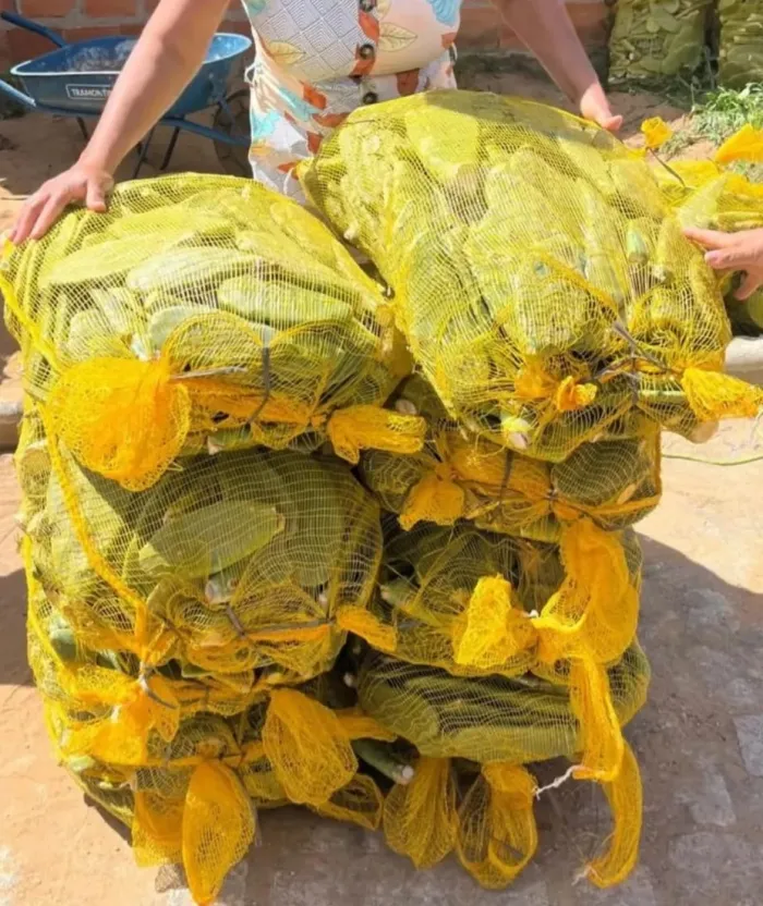 SDR encerra agosto com quase meio milhão de palmas forrageiras entregues na Bahia