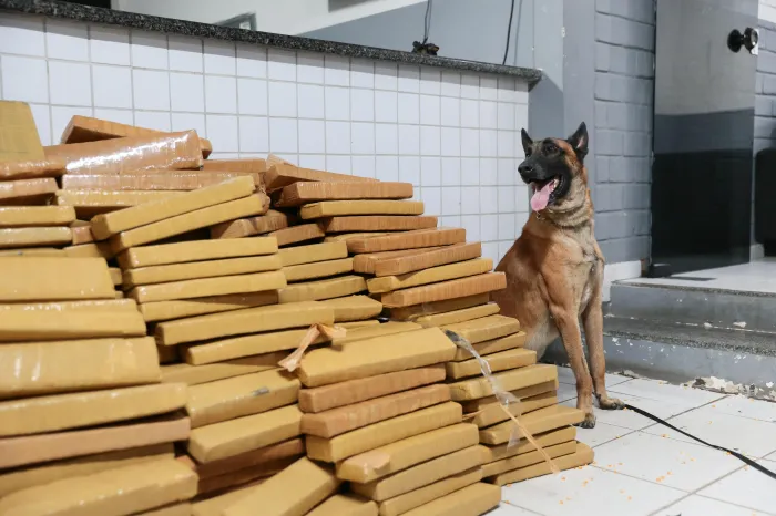 - A apreensão da maconha em tablets contou com o apoio do Canil do Batalhão de Choque da PM (Foto: Divulgação)