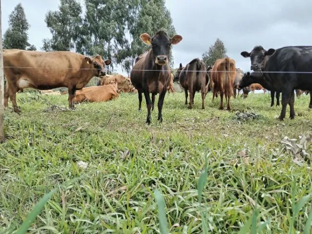 Centro de Referência Tecnológica para produção de leite da Epagri recebe certificado de propriedade livre de brucelose e tuberculose