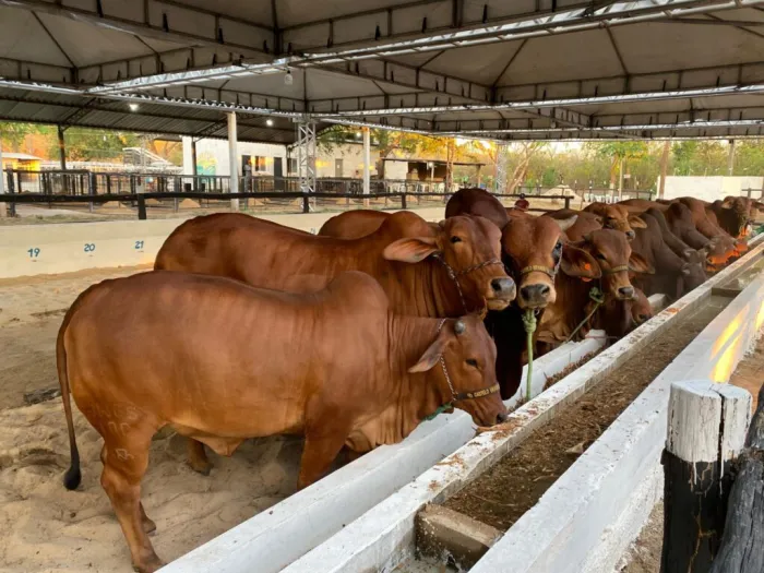 Expoagro Piripiri chega à 7ª edição com apoio do Governo do Piauí
