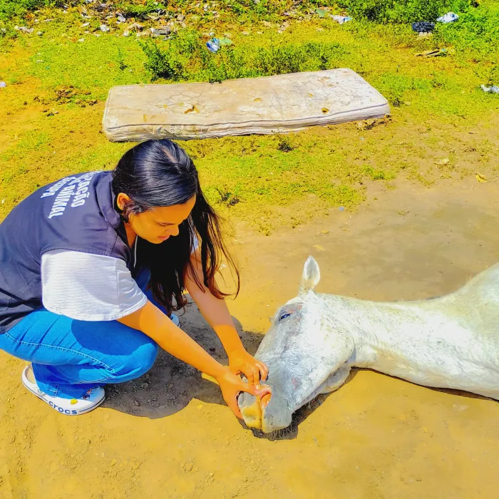 Secretaria de Cuidado e Proteção Animal resgata cavalo vítima de maus-tratos no Cidade Verde