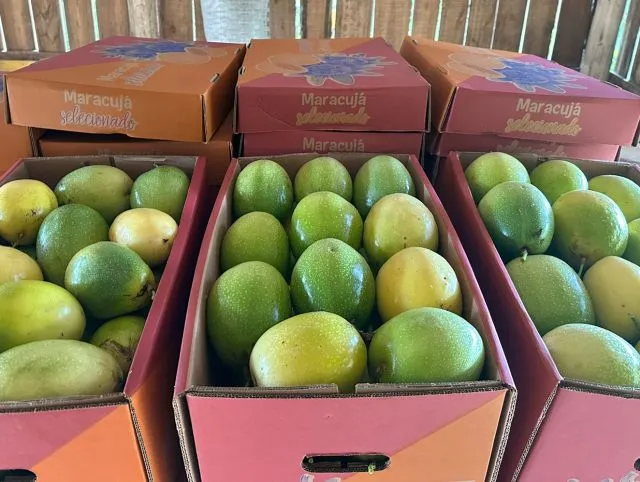 Safra 2024/2025 de maracujá registra aumento na produção em SC