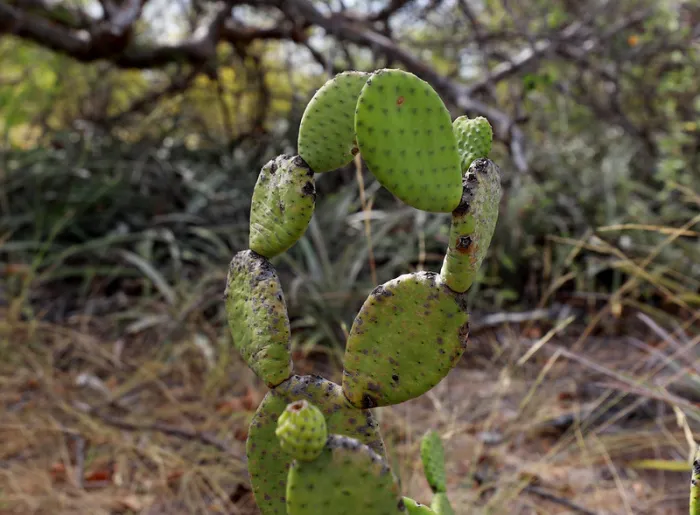 Foto: Feijão Almeida/GOVBA