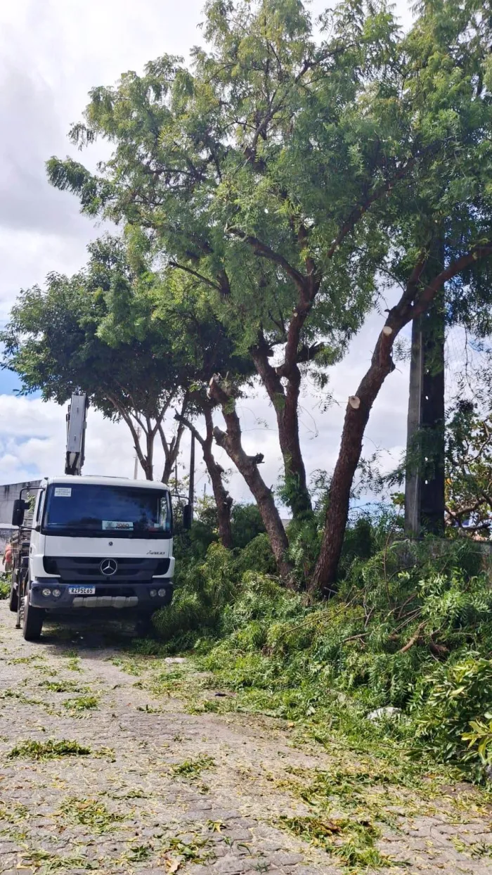 Sedurb realiza podas de árvores em três bairros da Capital nesta quarta-feira