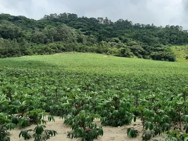 Epagri confirma eficácia do manejo biológico no controle de pragas da mandioca
