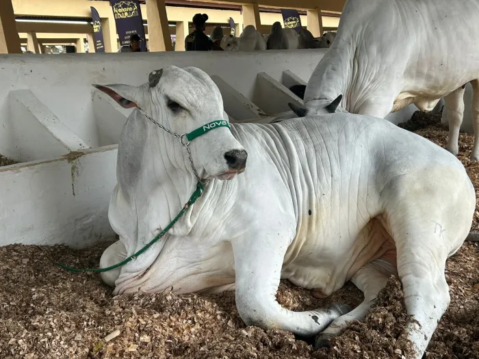 Foto: Divulgação/Ascom Seagri