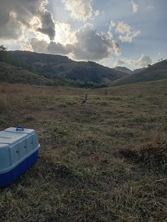 Parque Estadual da Cachoeira da Fumaça e Prefeitura de Alegre realizam soltura de seriema