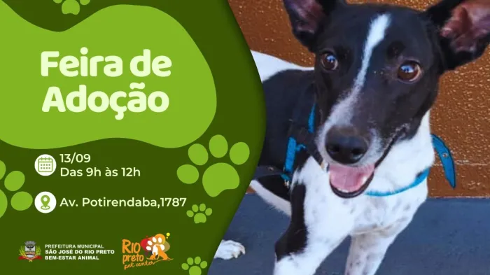 Bem-Estar Animal promove ação com serviços gratuitos e adoção de pets