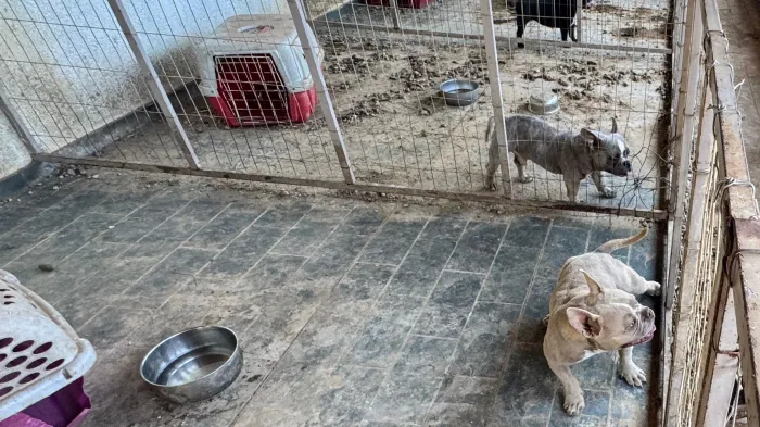 Bem-estar Animal resgata animais de canil clandestino
