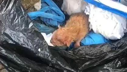 Secretaria do Bem-Estar Animal acolhe gatos vítimas de maus-tratos