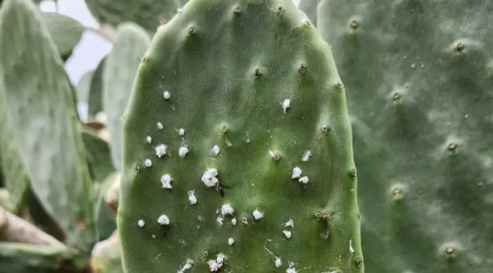 Emdagro intensifica monitoramento da praga cochonilha-do-carmim no alto sertão sergipano