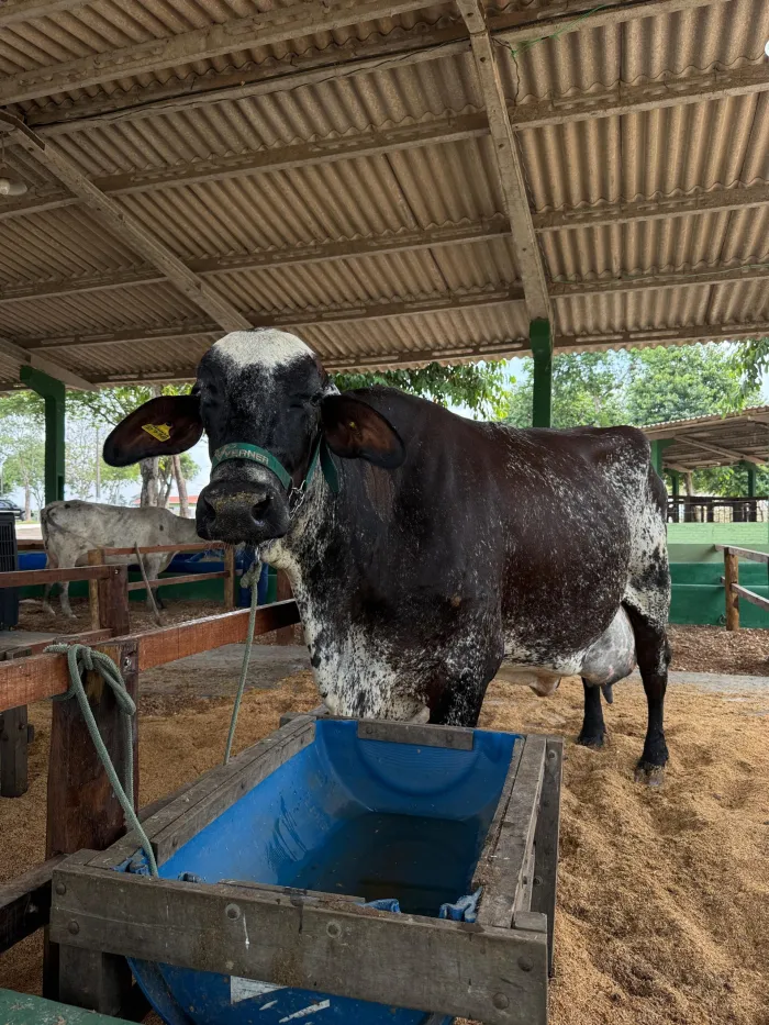 Agricultura: A fazendinha da Seagri está na 37ª Exposição Agropecuária de Marabá