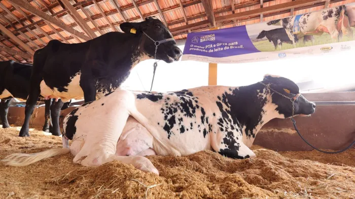 Foto: Colaboração/lavaquejada