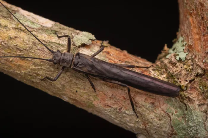 Nova espécie de inseto é descoberta no Parque Estadual da Serra do Brigadeiro