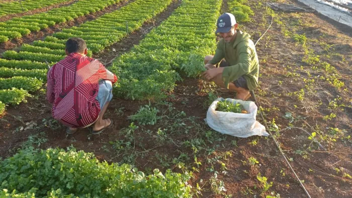 Projeto “Do Quintal à Mesa” fortalece agricultura familiar em Sussuapara com plantio de 1.500 mudas de tomate