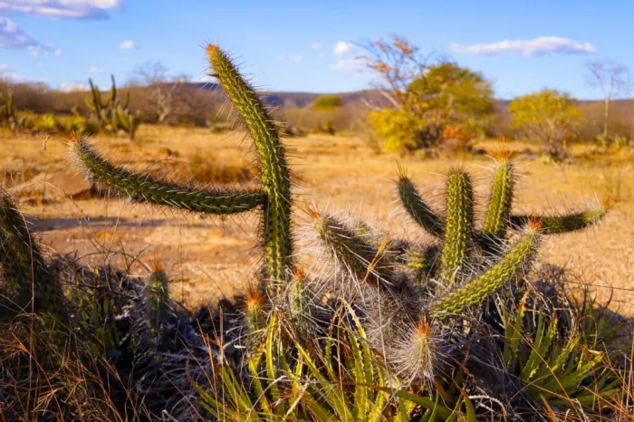 Semarh intensifica fiscalização para preservação do Cerrado piauiense