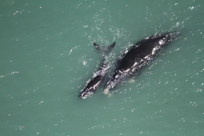 Monitoramento do Porto de Imbituba registra 185 baleias-francas entre Santa Catarina e Rio Grande do Sul na temporada 2025