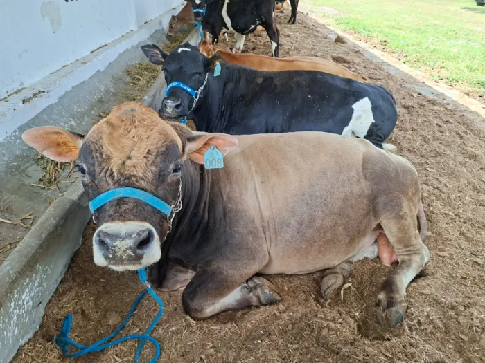 Animais de várias raças, tamanhos e preços são atração na Expofeira Paraíba Agronegócios