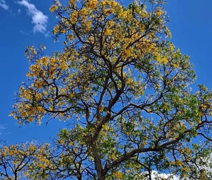 Piauí: onde cada árvore plantada aponta para o futuro