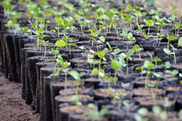 Semam dá continuidade às ações do programa ‘João Pessoa +Verde’
