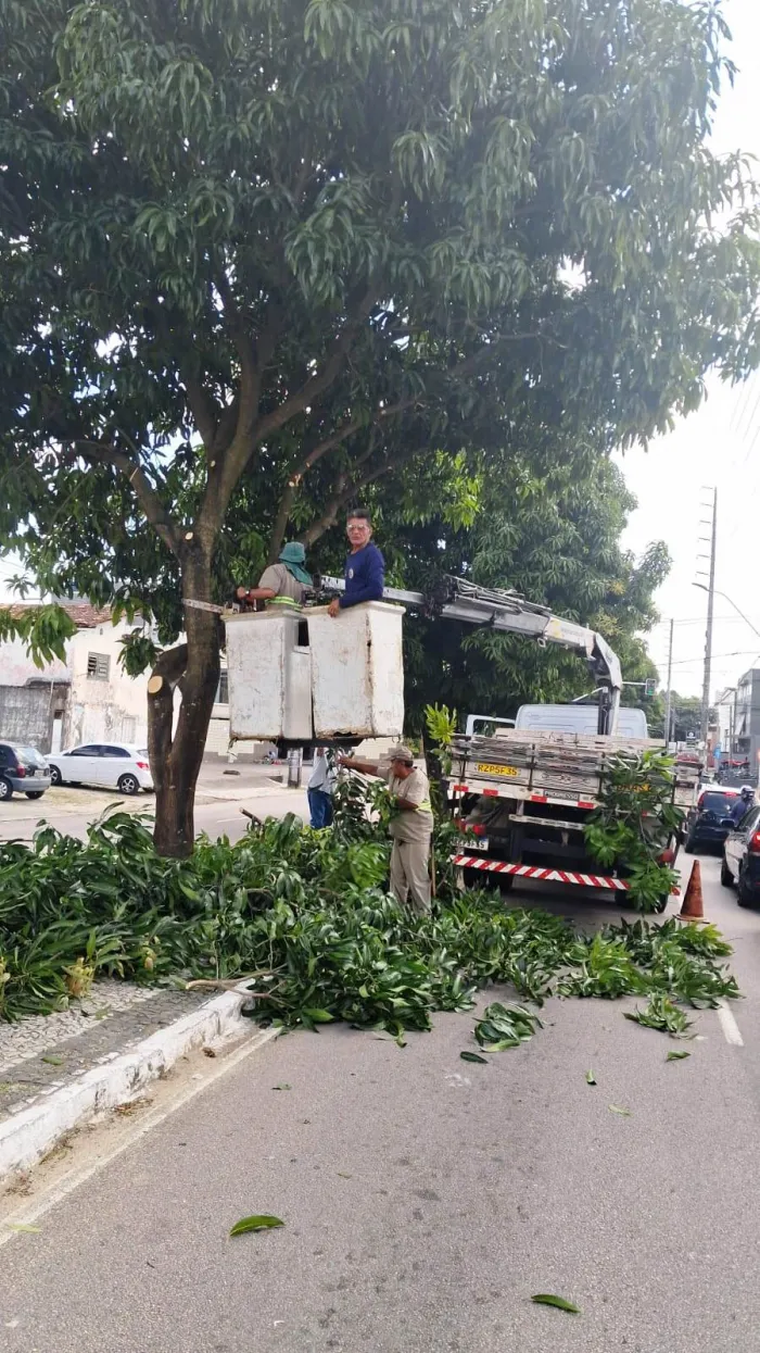 Sedurb inicia a semana com serviços de podas de árvores na Ilha do Bispo e Valentina