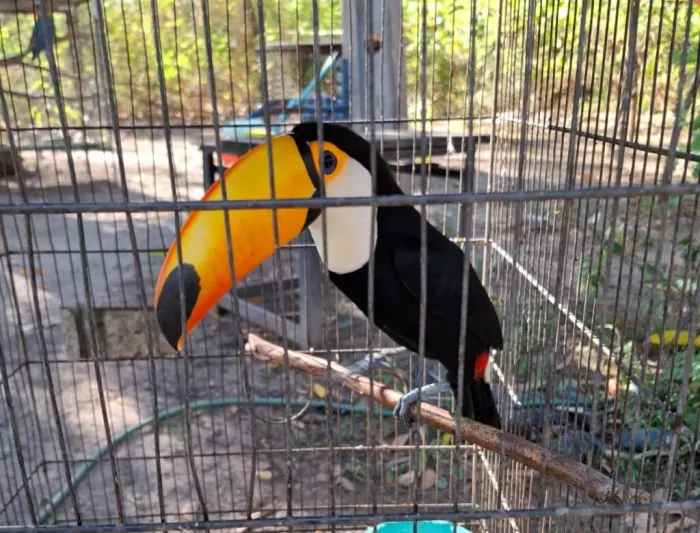 No Dia de Defesa da Fauna, Piauí celebra soltura de 26 animais reabilitados