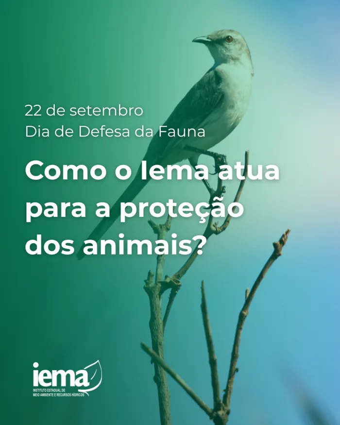 Dia de Proteção da Fauna: atuação do Iema no combate ao cativeiro ilegal de animais silvestres