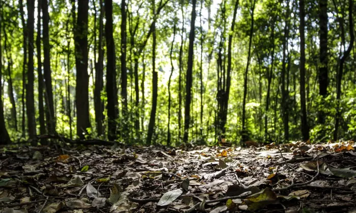 Produção florestal no país alcança recorde de R$ 47,9 bilhões em 2025