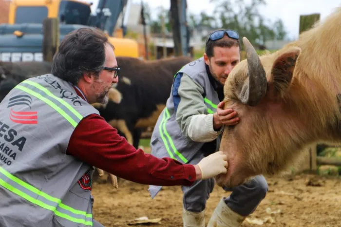 Búfalos encontrados às margens do Rio Pinheiros recebem cuidados do Governo de SP