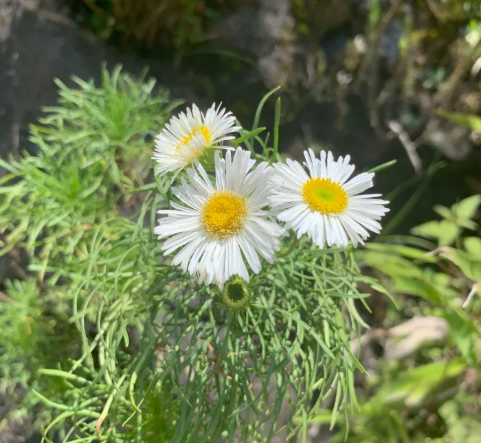 IMA e parceiros promovem conservação da margarida-das-nuvens, espécie rara da Serra do Rio do Rastro