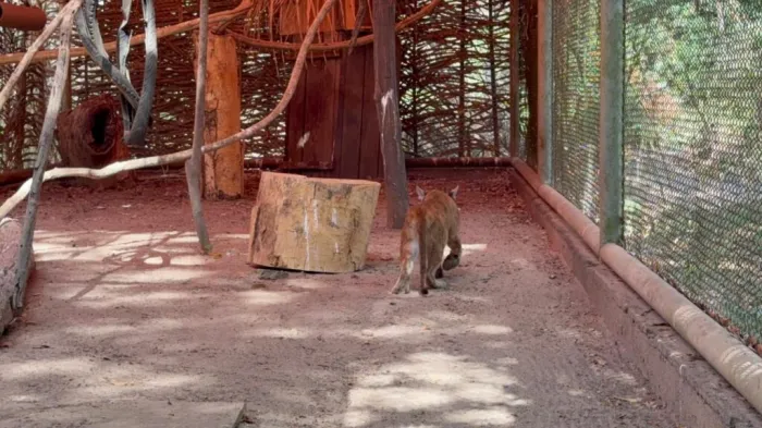 Onça resgatada em estado crítico apresenta boa recuperação após um mês de cuidados no Centro de Triagem de Animais Silvestres