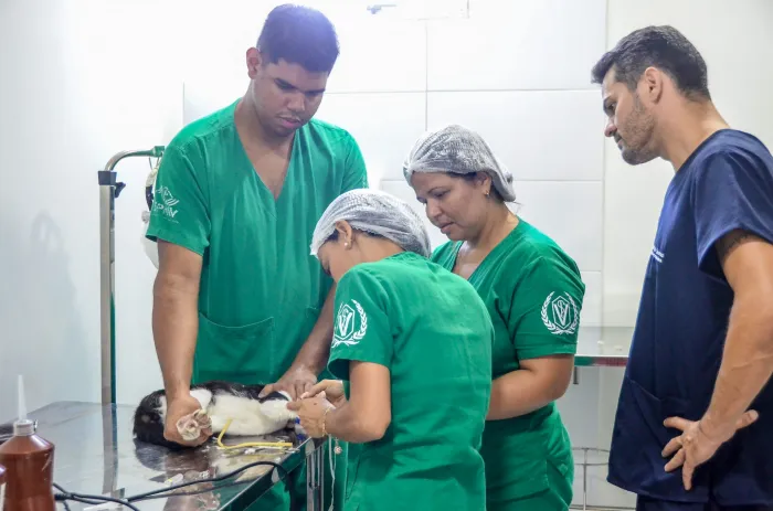 Secretaria de Cuidado e Proteção Animal oferta 900 vagas para castração gratuita de cães e gatos