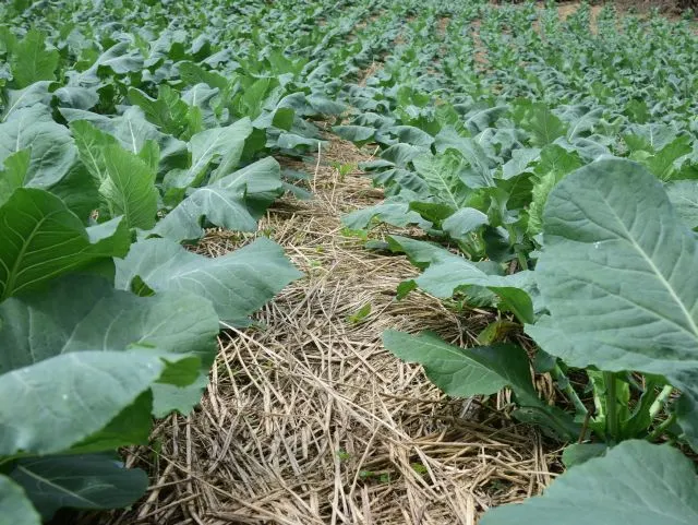 Epagri promove Encontro Técnico Nacional do Sistema Plantio Direto de Hortaliças na Grande Florianópolis