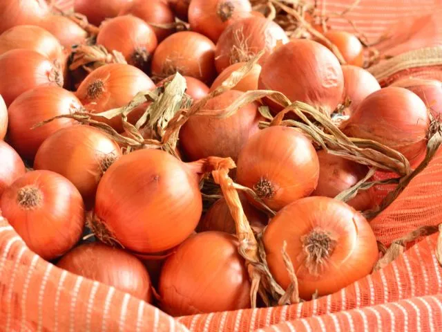 Epagri promove Dia de Campo e abertura da colheita da cebola na quarta, 8, em Ituporanga