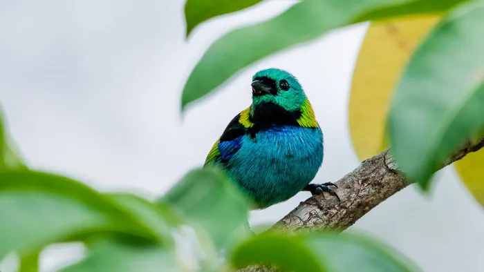 Bertioga de Olho no Céu: município prepara 2º edição do Big Day