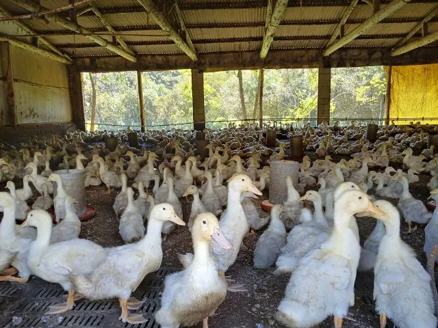 Família de Brusque intensifica produção de marrecos às vésperas das festas de outubro