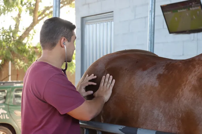 Inscrições abertas para o curso de aprimoramento profissional em Medicina equina da UEMASUL