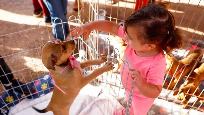 Bem-estar Animal faz 2.905 visitas em nove meses