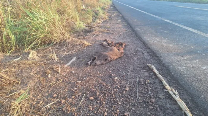 Semarh realiza vistoria na PI-112 após série de atropelamentos de animais silvestres e reforça fiscalização no trecho