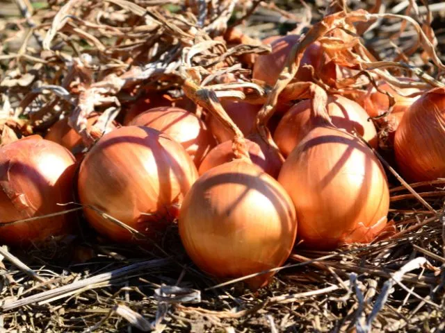 Produção de cebola em Santa Catarina deve crescer 6,9% na safra 2025/26 