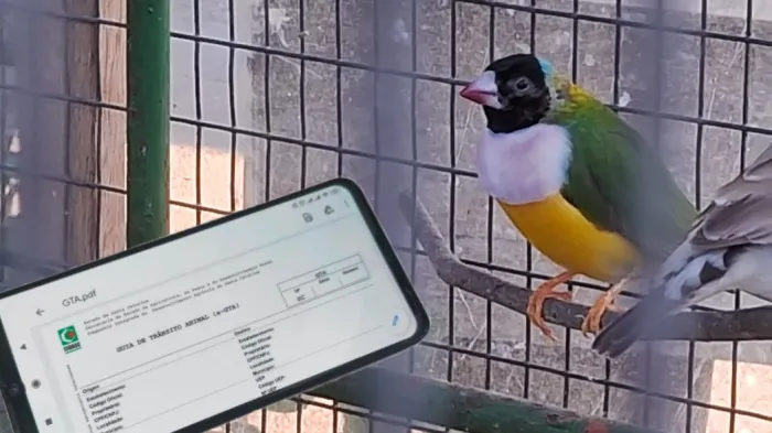 Cidasc desburocratiza emissão de Guia de Trânsito Animal para aves e animais aquáticos