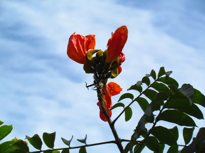Lei estadual proíbe espatódea em Santa Catarina e IMA divulga orientações à população