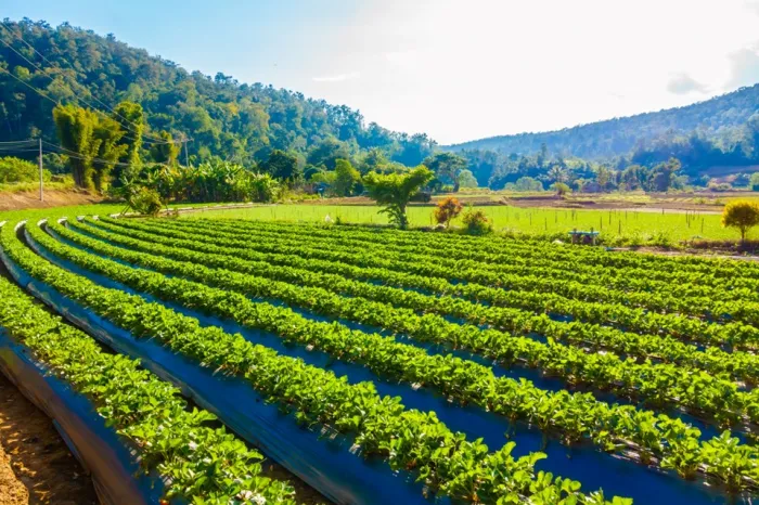 Dia Nacional da Agricultura celebra avanços e programas que fortalecem o agro capixaba