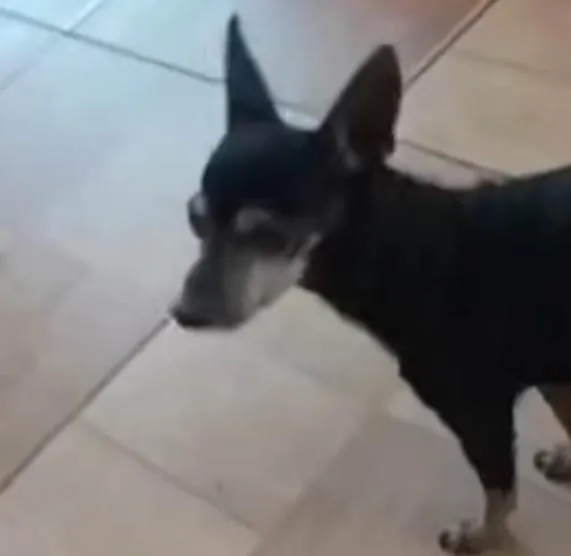 Secretaria de Cuidado e Proteção Animal exige apuração rigorosa em caso de atropelamento de cadela por viatura da PM