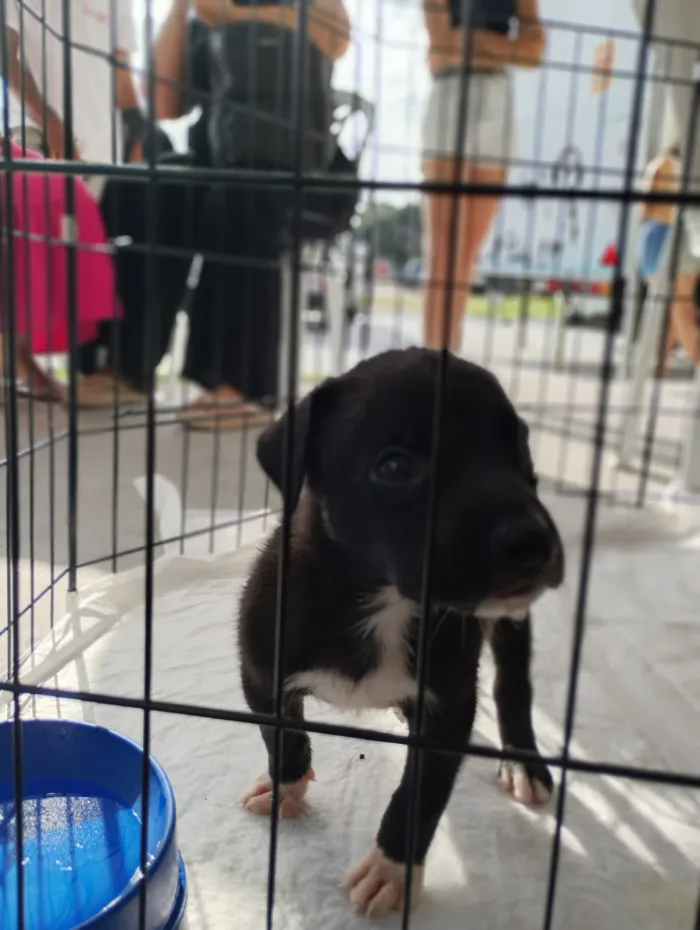Prefeitura promove evento de adoção responsável de cães e gatos nesta quinta-feira